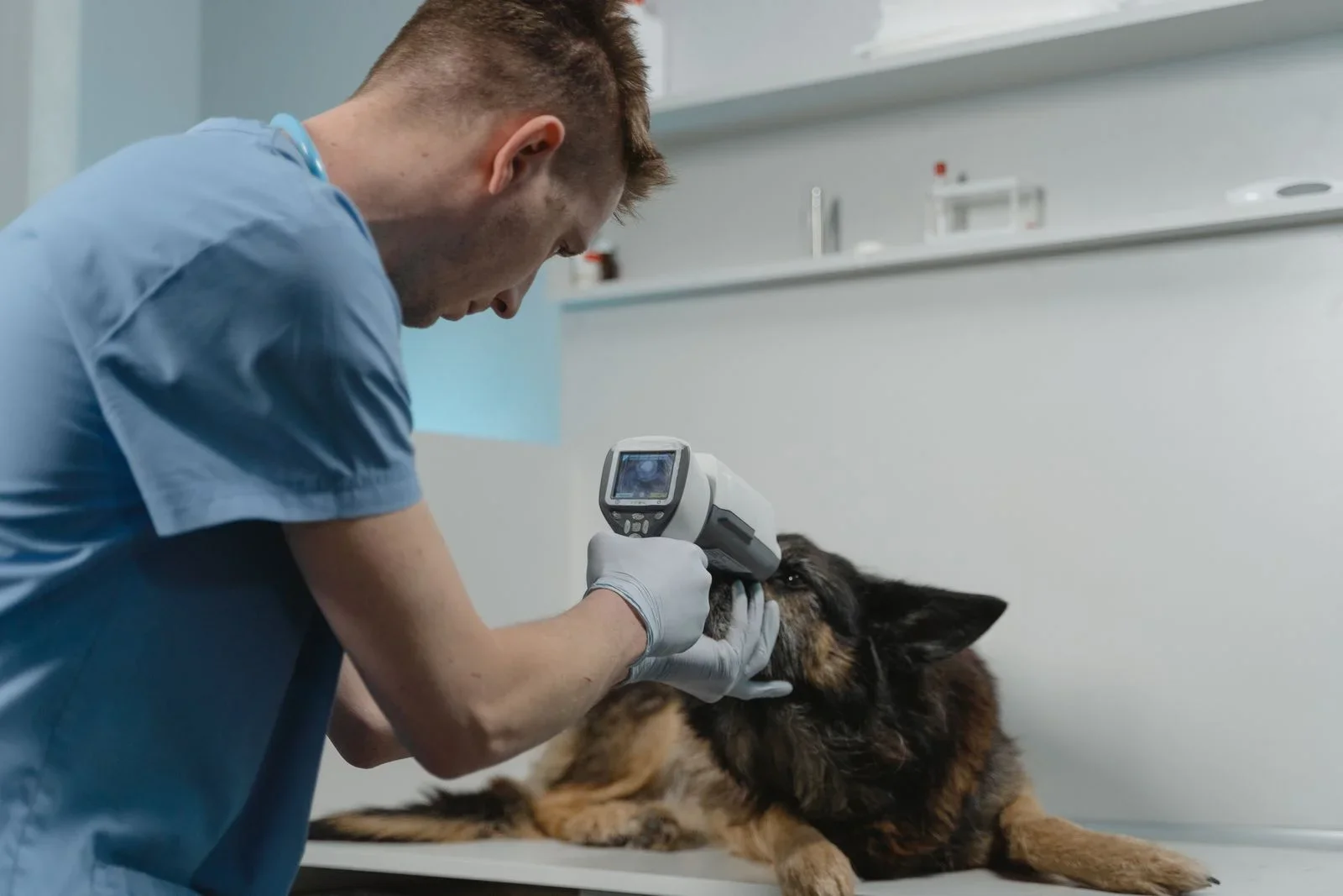 Orientación veterinaria