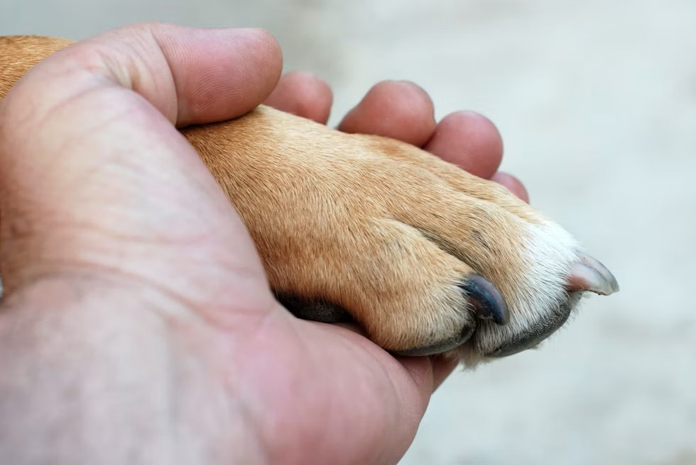 Manos acompañando con cariño a una mascota